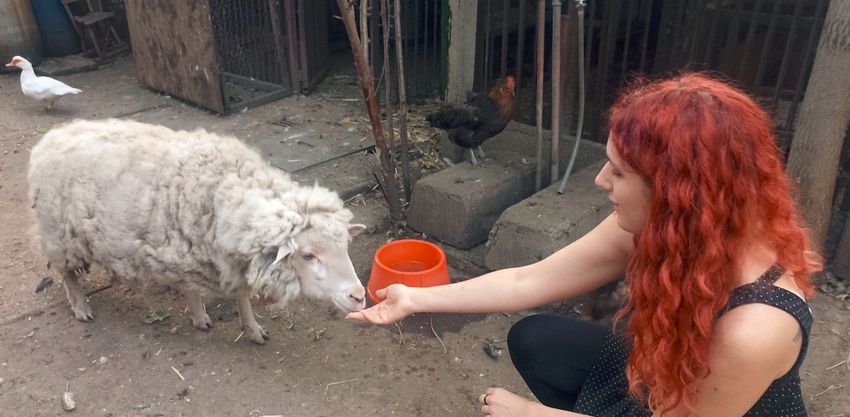 A balmazújvárosi Suta Nikolett az elesett, gyenge és beteg állatok megmentője