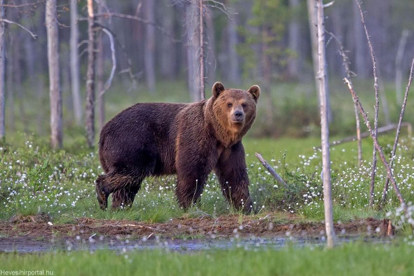 Egy fél országot tart lázban egy medve