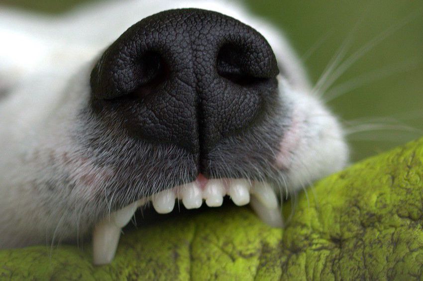 Vádat emeltek a szentpéterszegi pitbull-kuvasz gazdája ellen