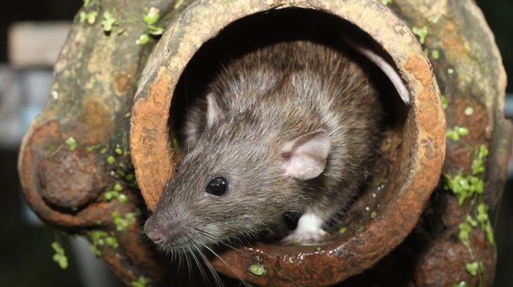 A debreceni vasútállomás környékét ellepték a patkányok