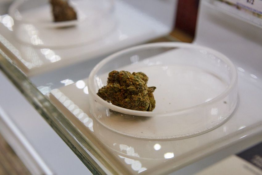 Több kiló marihuánát találtak a NAV-osok egy fa alatt, Tiszabecsnél
