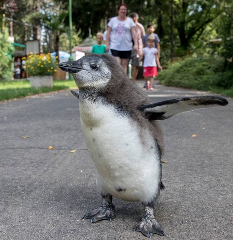 Bölcsibe jár a legkisebb debreceni pingvin