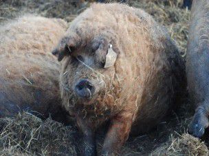 A mangalica az országimázs része