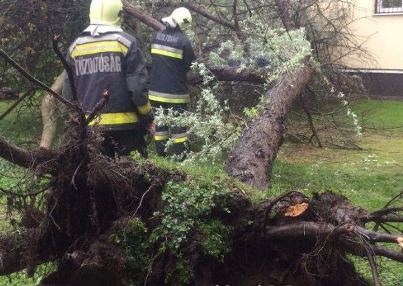 17 méteres fa borult az udvarra Debrecenben