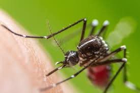 Miskolcon is hadba lépnek a szúnyogok ellen