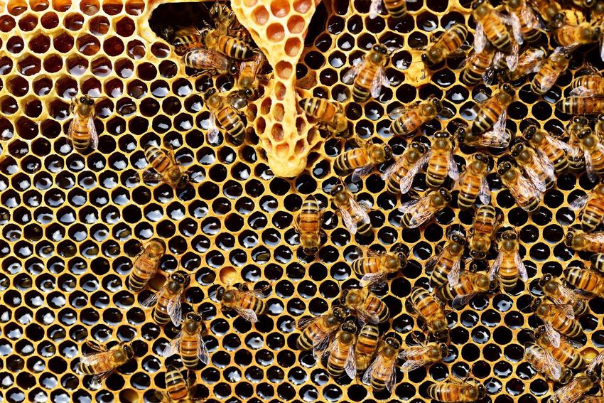 A kilátástalanság szintjére zuhant a méhészek helyzete