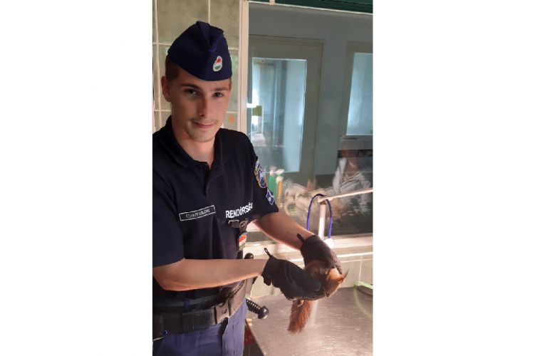 Állatkórházba vittek egy sérült mókust a debreceni rendőrök