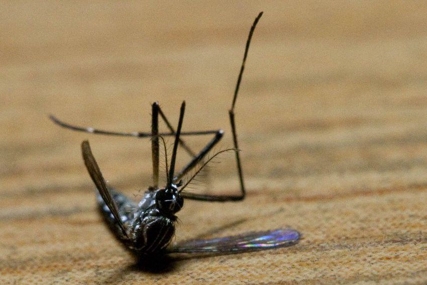 Intenzív szúnyogirtás kezdődik Debrecenben