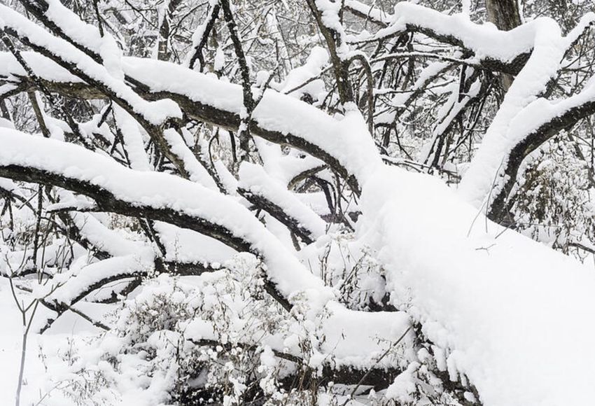 Dőlnek a fák a hó súlya alatt szerte Borsodban