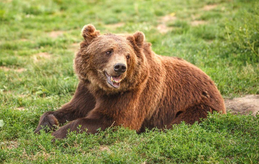 Iskoláknál riogatta a székelyeket egy medve