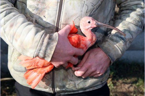 Védett madarak életét mentették meg