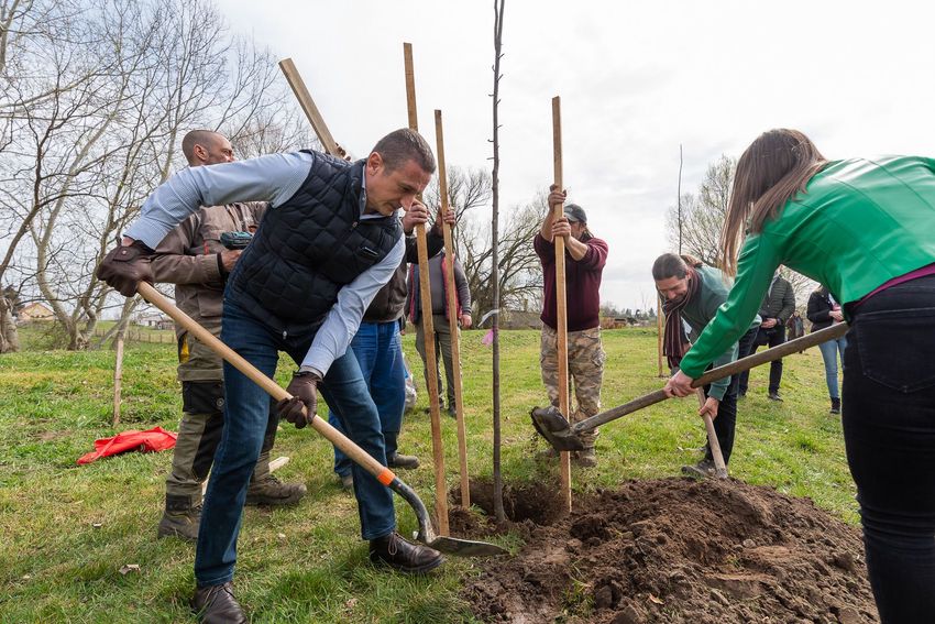 Fákat ültettek a Doboz utca környékén