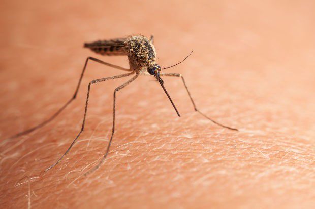 Folytatódik a szúnyoggyérítés Nyíregyházán