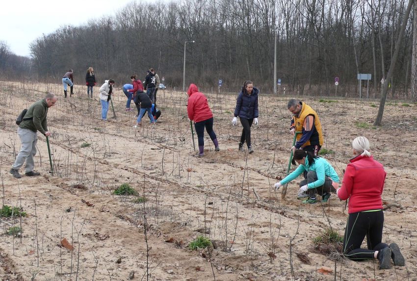 Önkénteseket várnak fát ültetni a Sóstói-erdőbe