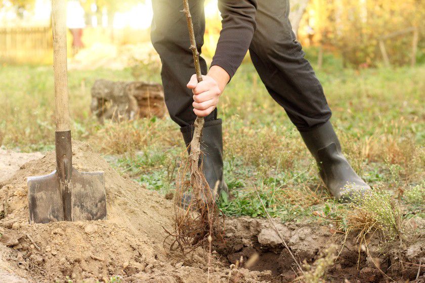 2020 végéig kétezer fát ültetnek Miskolcon