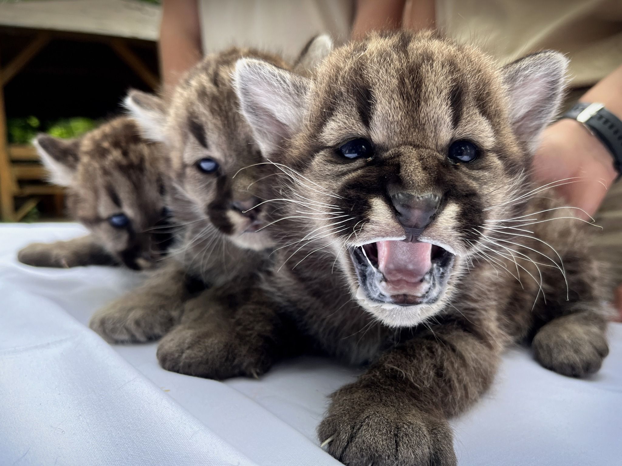 Hármas ikrek születtek a Nyíregyházi Állatparkban 