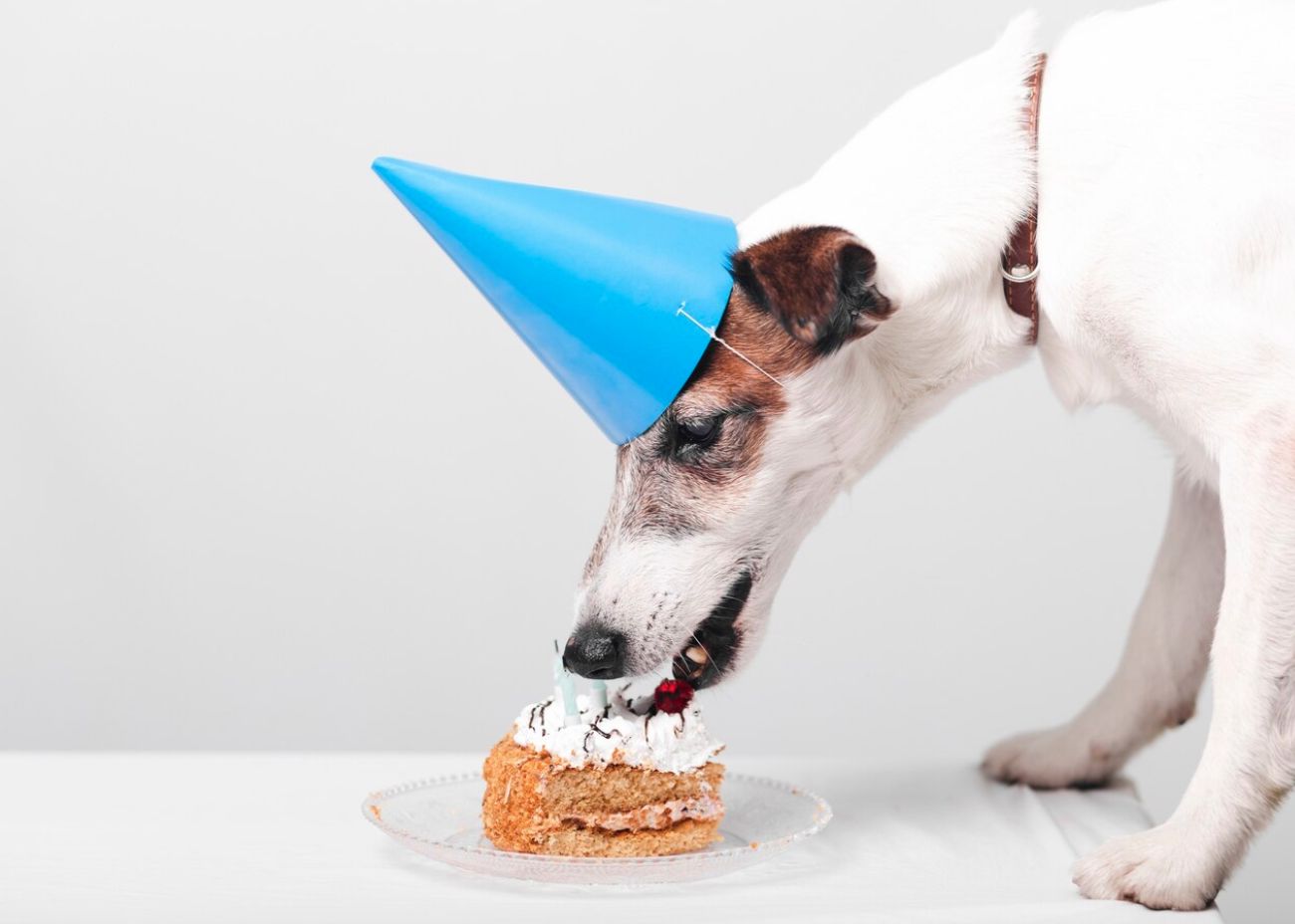 Miért ünnepeljük a kutyánk születésnapját?