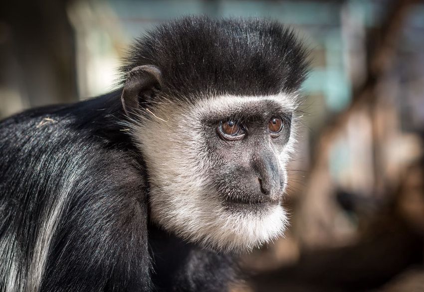 Különleges majom örökbefogadóját keresik Debrecenben