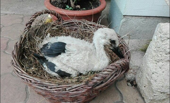 Önállóan eszik a Nyíregyházán mentett kis gólya