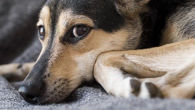 Sátoraljaújhely polgármestere üzent a kutyatartóknak