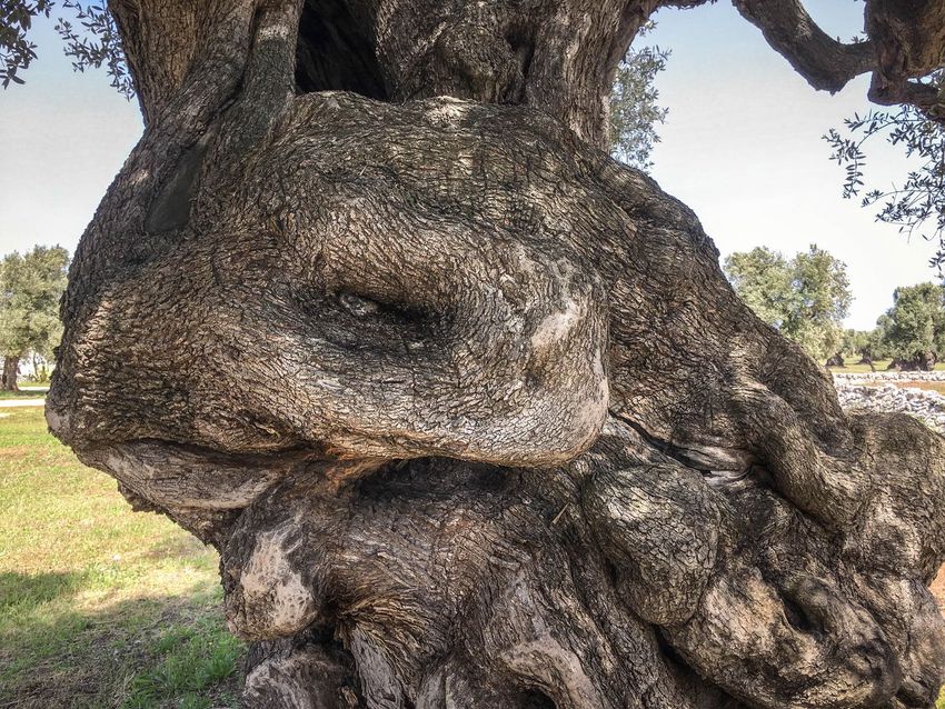 A fa, amely 400-800 éves korában a legerősebb