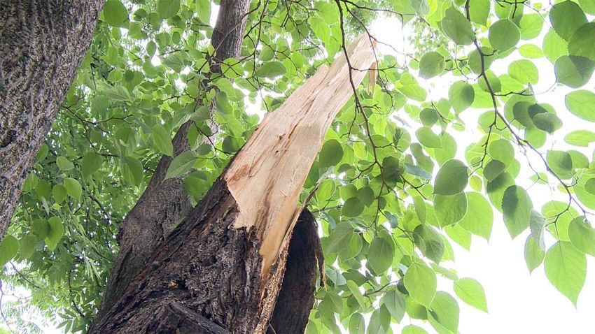Lehasadt faág okozott nagy gondot Debrecenben