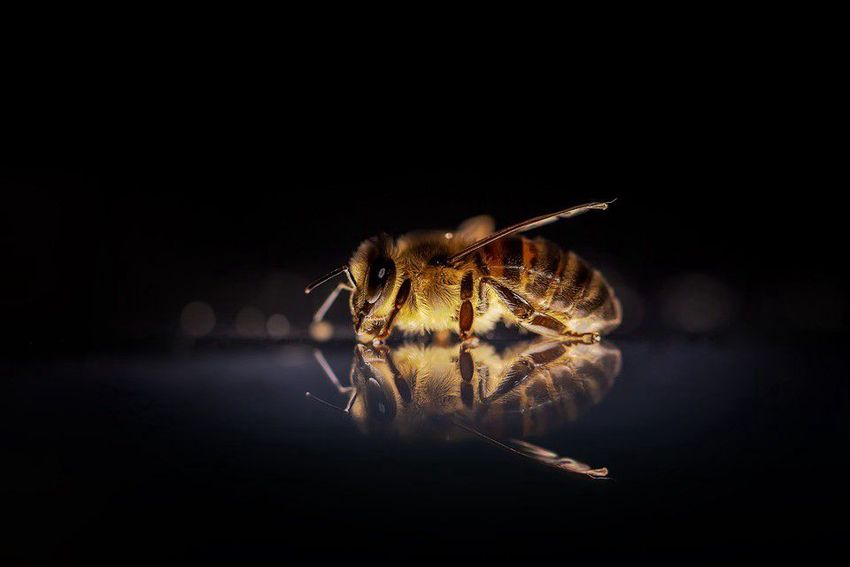 Vizsgálja a hazai méhpusztulást a hatóság