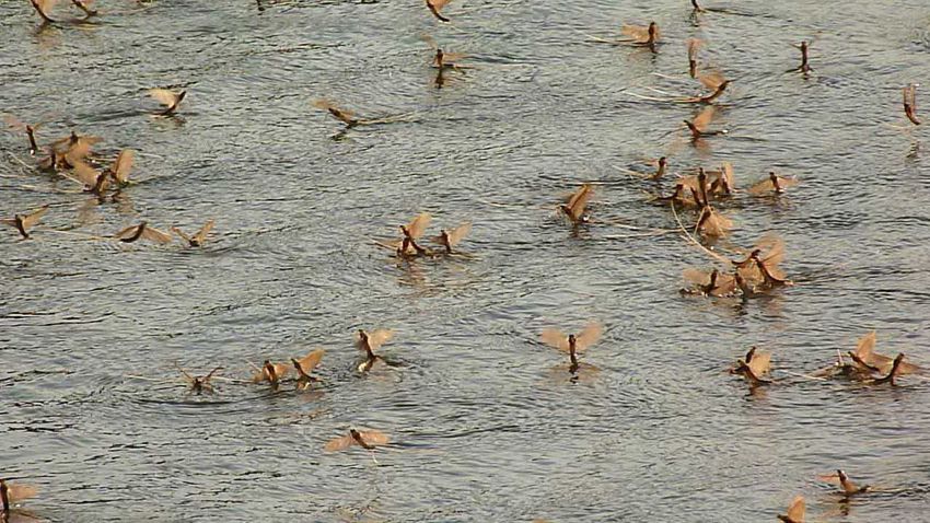 A Tisza hamarosan virágzik