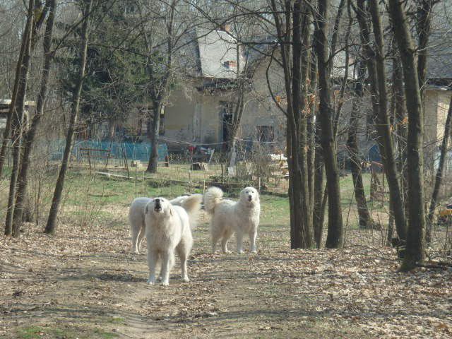 Nem kell már tartania a Debrecen környéki túrázóknak a kóbor ebektől