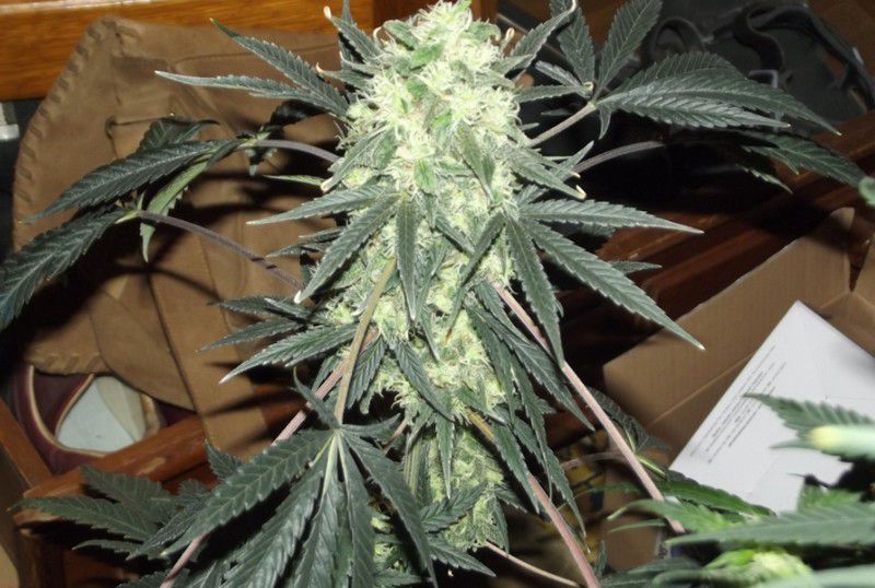 Otthonában termesztett cannabist a gávavencsellői