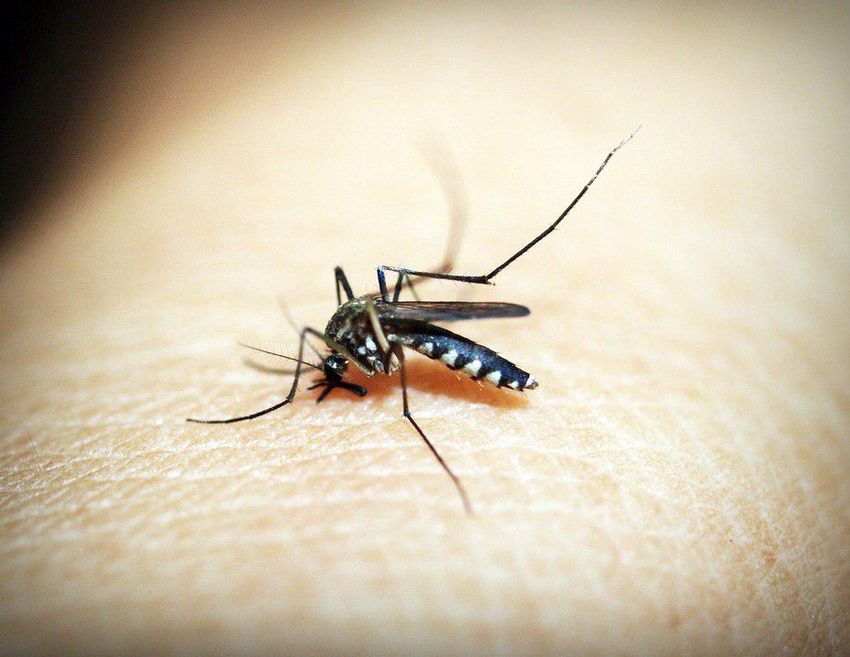 Ismét gyérítik a szúnyogokat Nyíregyházán