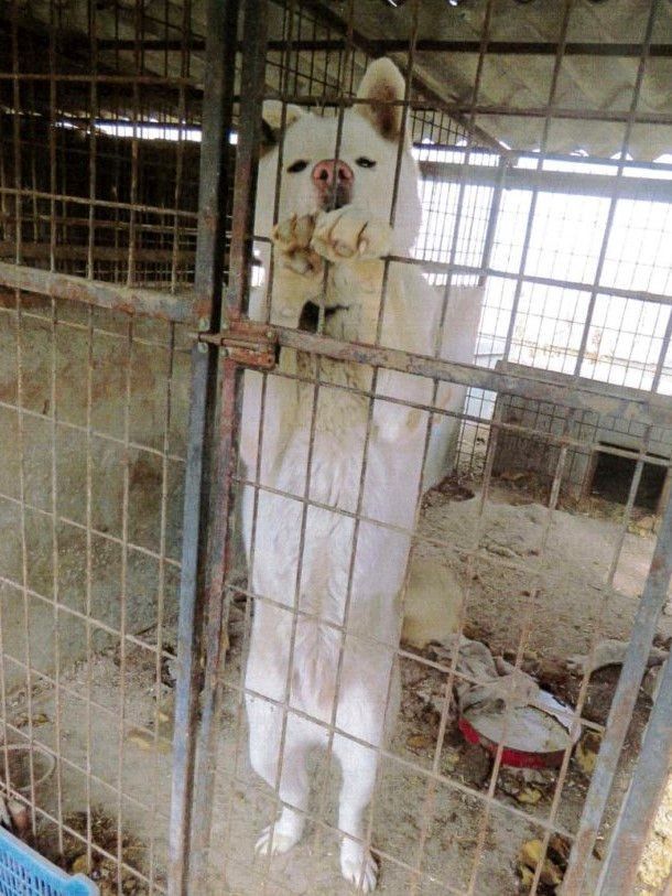 Végrehajtandó börtönnel büntetnék a nyírbogáti állatkínzókat