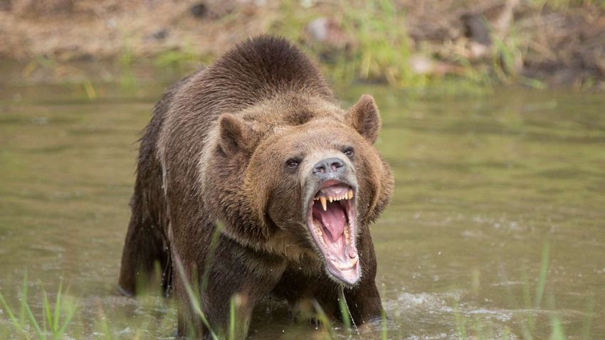 Megölte egy medve a nyárádmagyarósi jegyzőt