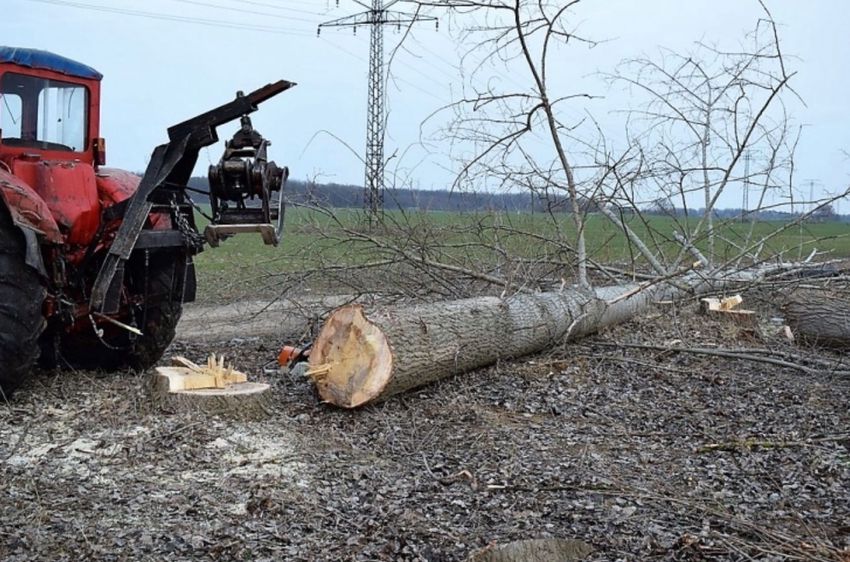 Rossz irányba dőlt a fa – egy munkás halálát okozta Debrecennél