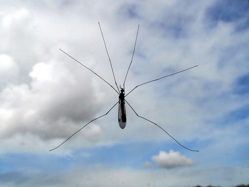 Borsodban, Szabolcsban és Baranyában van a legtöbb szúnyog