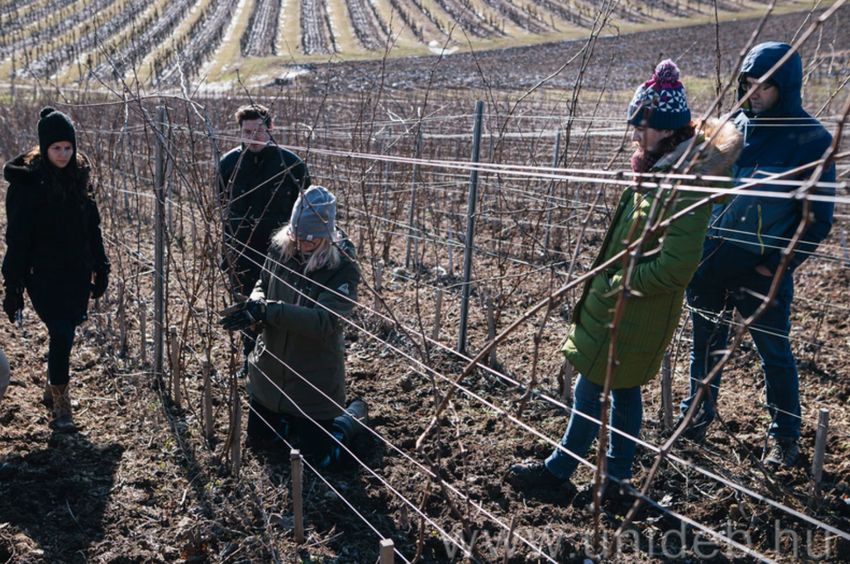 Olasz módra tanítják a szőlőmetszést a Debreceni Egyetemen