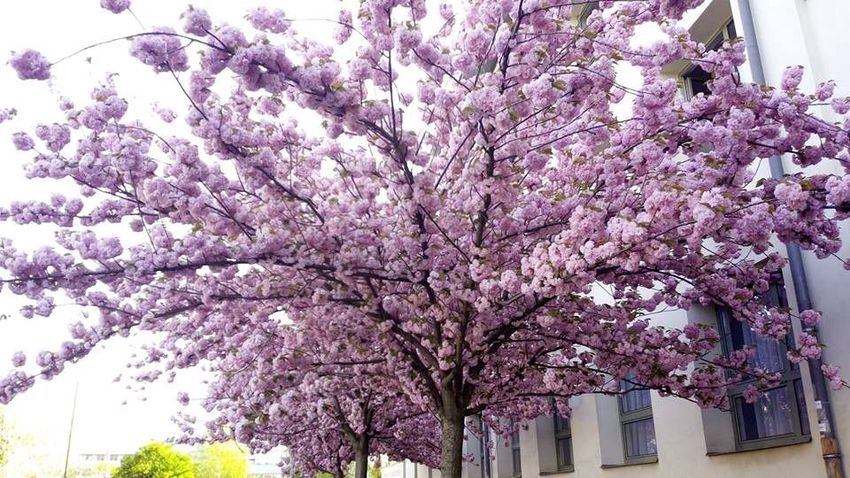 Van-e szebb évszak a tavasznál Nyíregyházán?