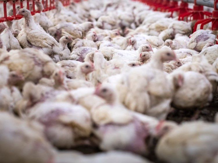 Magyar kutatók változtatnának a nagyüzemi csirkenevelésen