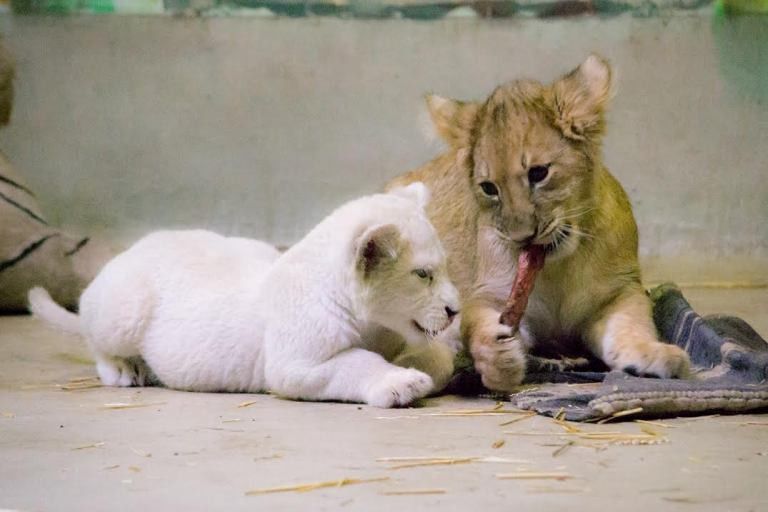 Már nem magányos a nyíregyházi kis fehér oroszlán