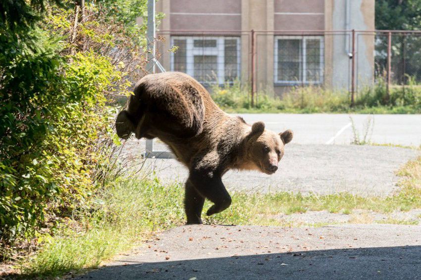 Káprázatos felvételek: egy iskola udvarán lőtték ki a medvét