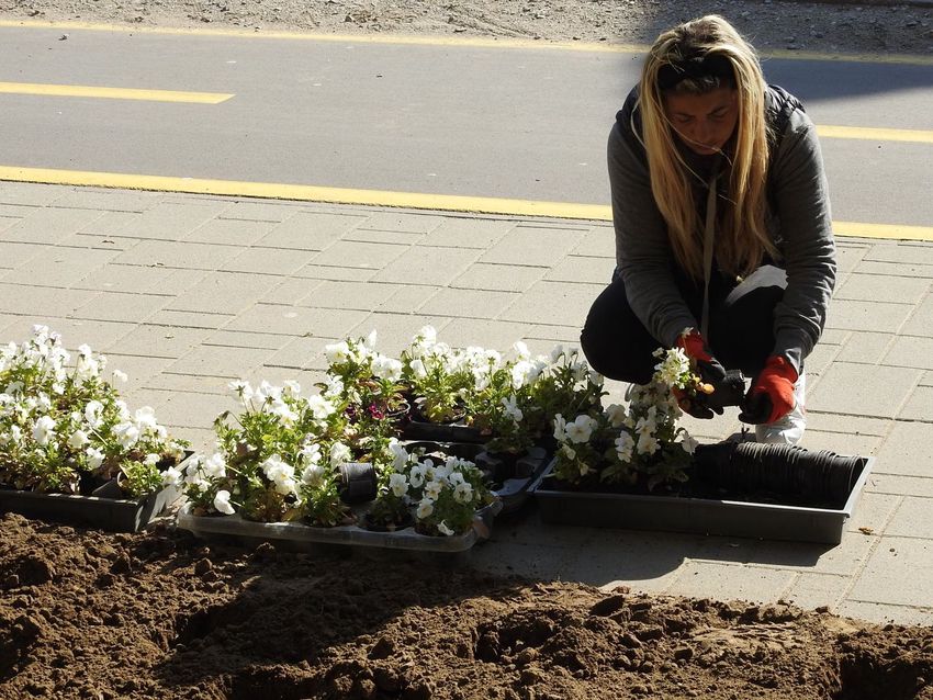 Virágokkal szépítik Hajdúhadház központját