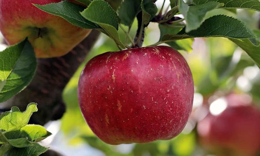 Az újfehértói példa lehet az almatermesztés jövője 