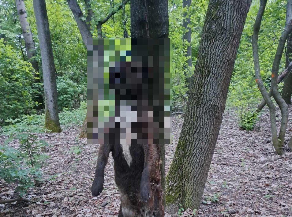Borzasztó: felakasztottak egy kutyát az erdőben