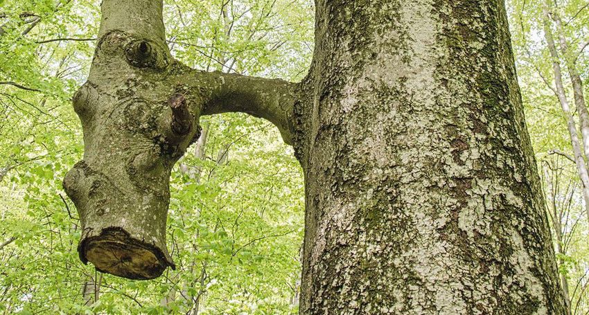 Bükki csoda: a nagy fa táplálja a kivágott kicsit