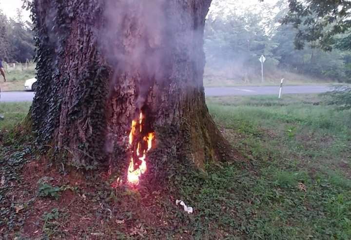 Felgyújtottak egy 300 éves, védett fát
