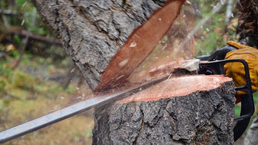 Veszélyesen megdőlt egy fa Kabán