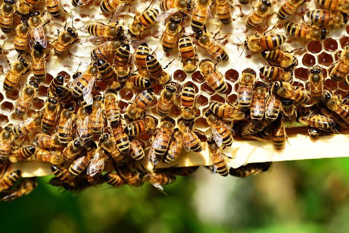 Méhkaptárok égtek Létavértesen