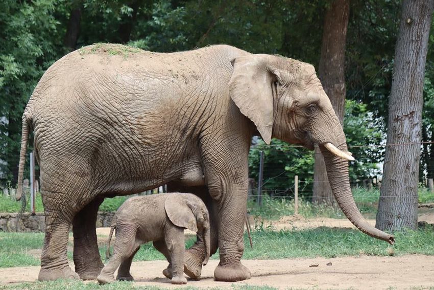 A Nyíregyházi Állatparkban újabb afrikai elefánt született