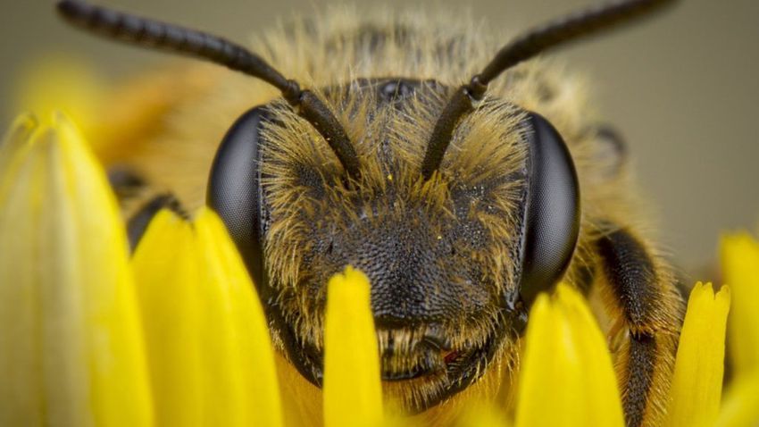 Méhek okoztak riadalmat egy debreceni társasházban