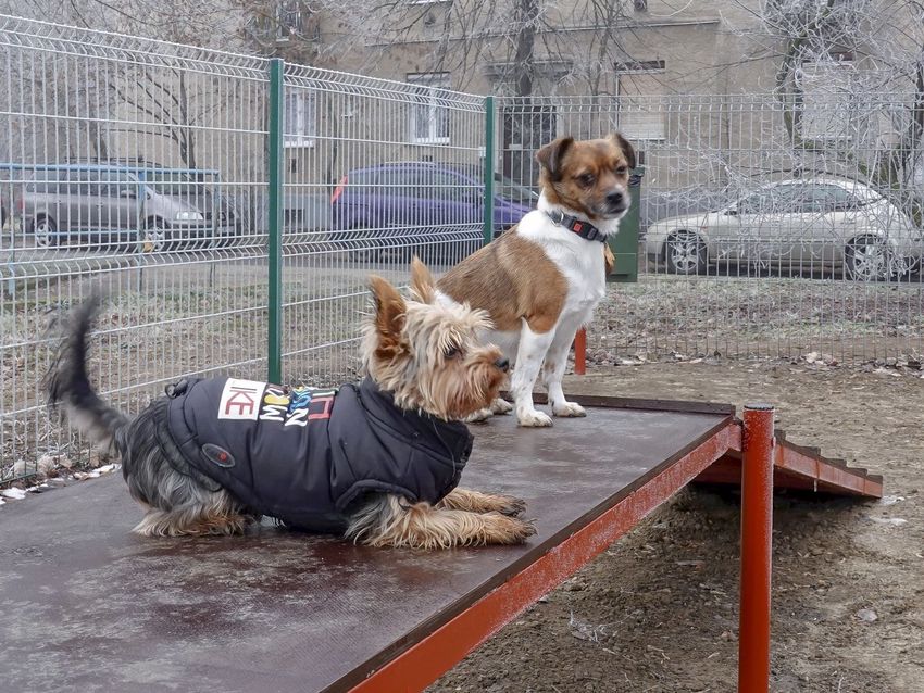 Kutya jó dolog készül Debrecenben, a Vénkertben